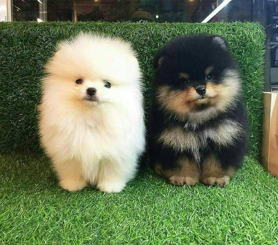 pomeranian puppy breeders