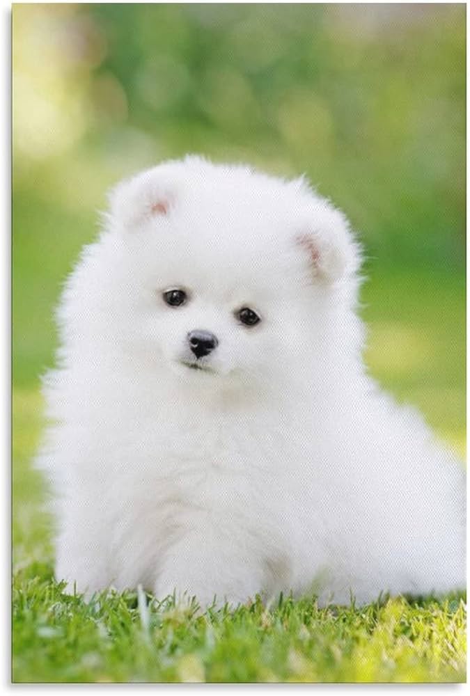 pomeranian white