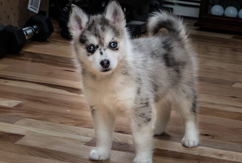 pomsky adopción