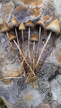 psilocybe semilanceata sweden