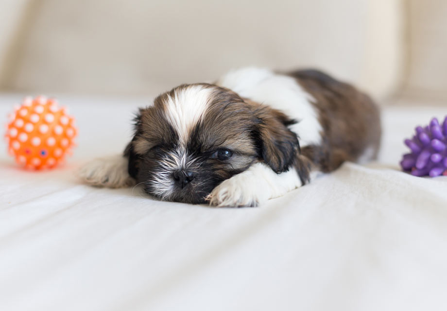 puppies shih tzu for sale