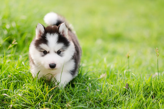 puppy husky cute