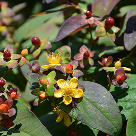 purple wort