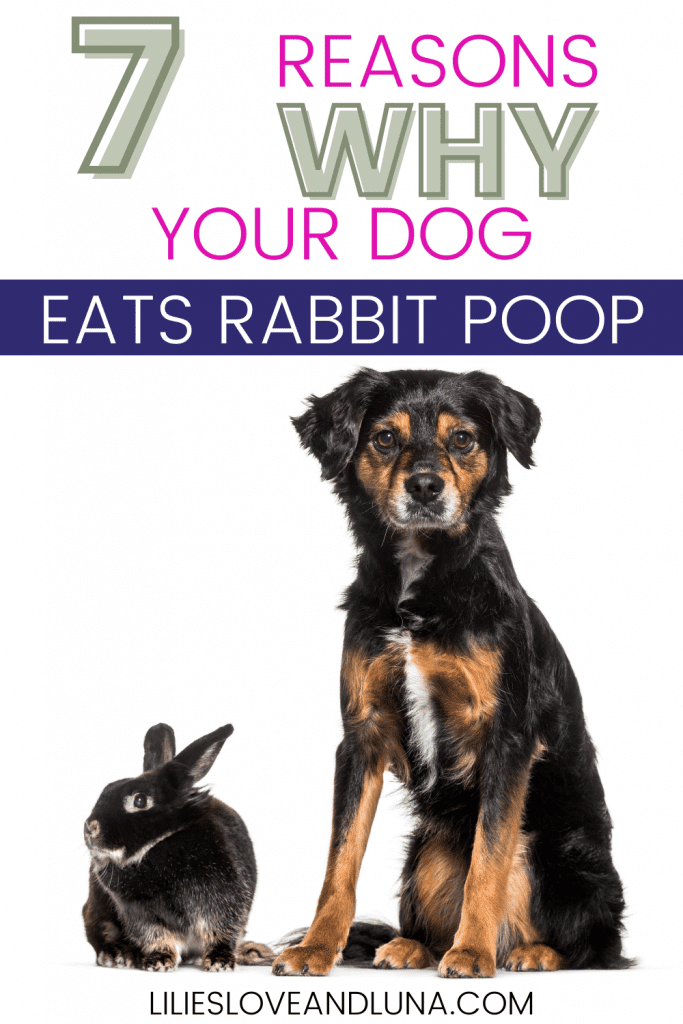 rabbit droppings dogs eating