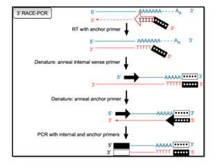 race rapid amplification of cdna ends