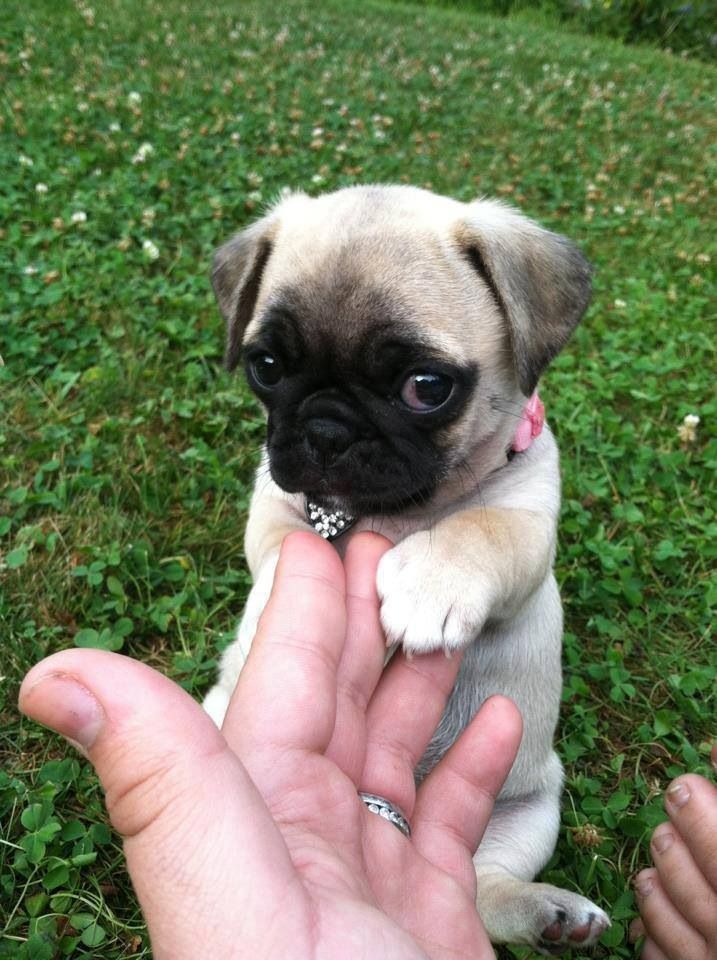 razas de perros pug bebes