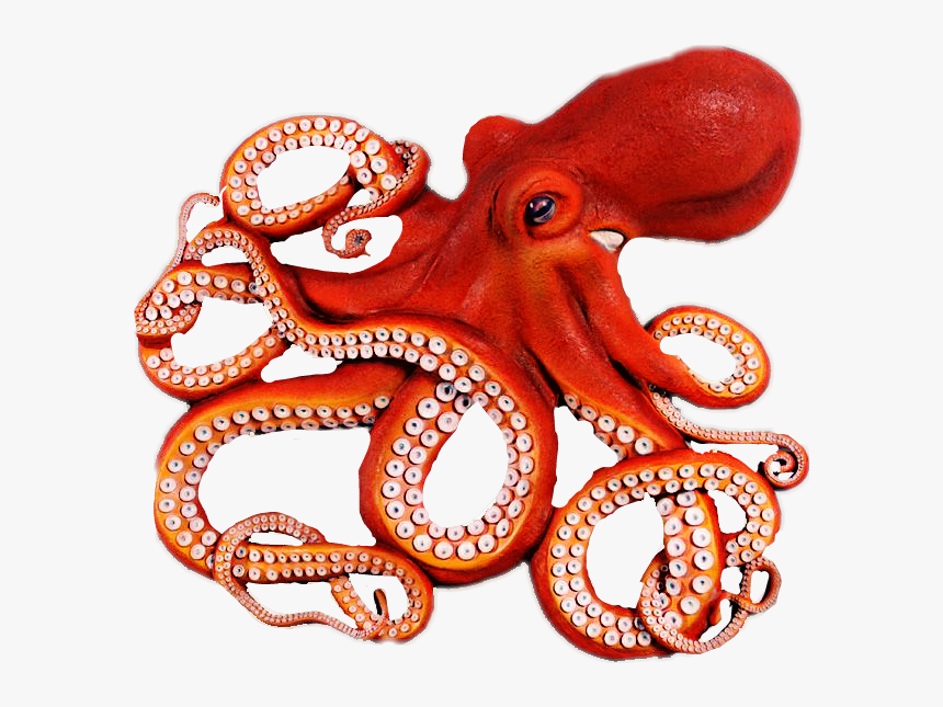 realistic octopus clipart