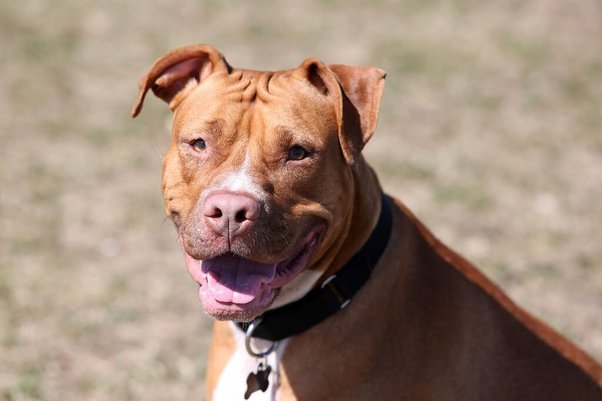 red nose pitbull price