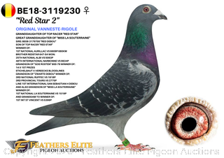 red star pigeon auctions near me