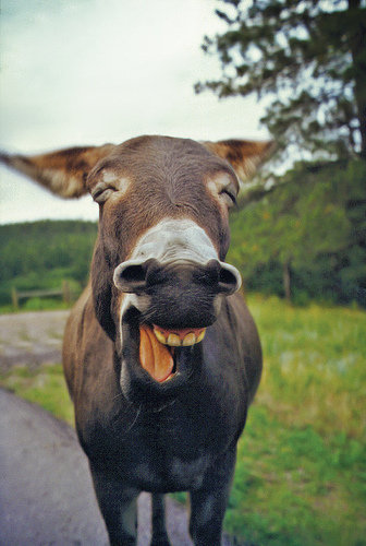 retarded donkey