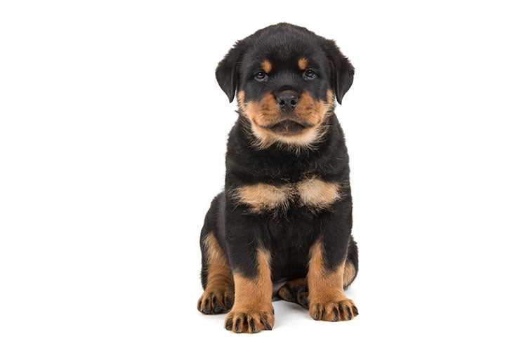 rottie pup