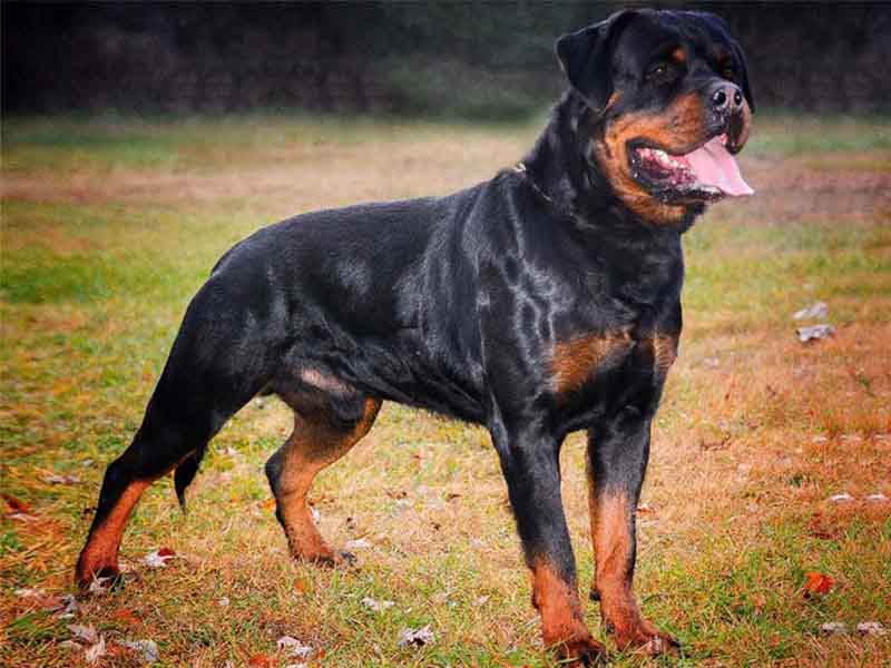 rottweiler price