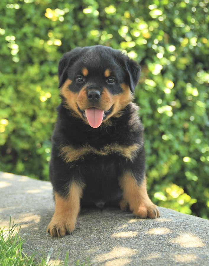 rottweiler puppies for adoption in ohio