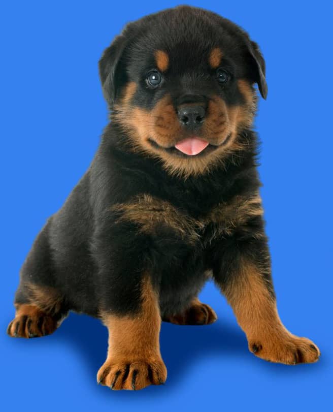 rottweiler puppies near me