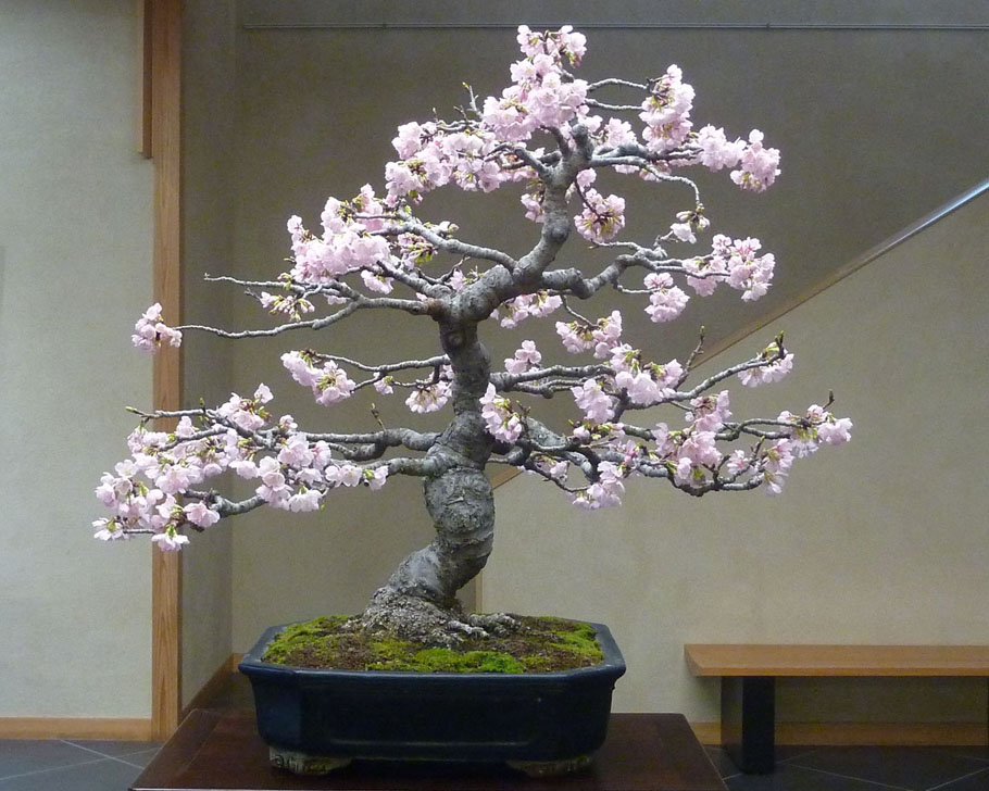 sakura blossom bonsai tree