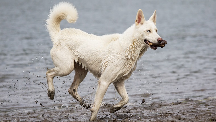 samoyed and husky mix