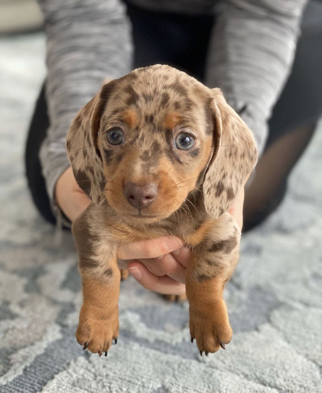 sausage dog puppy