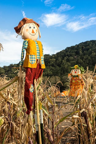 scarecrow photos