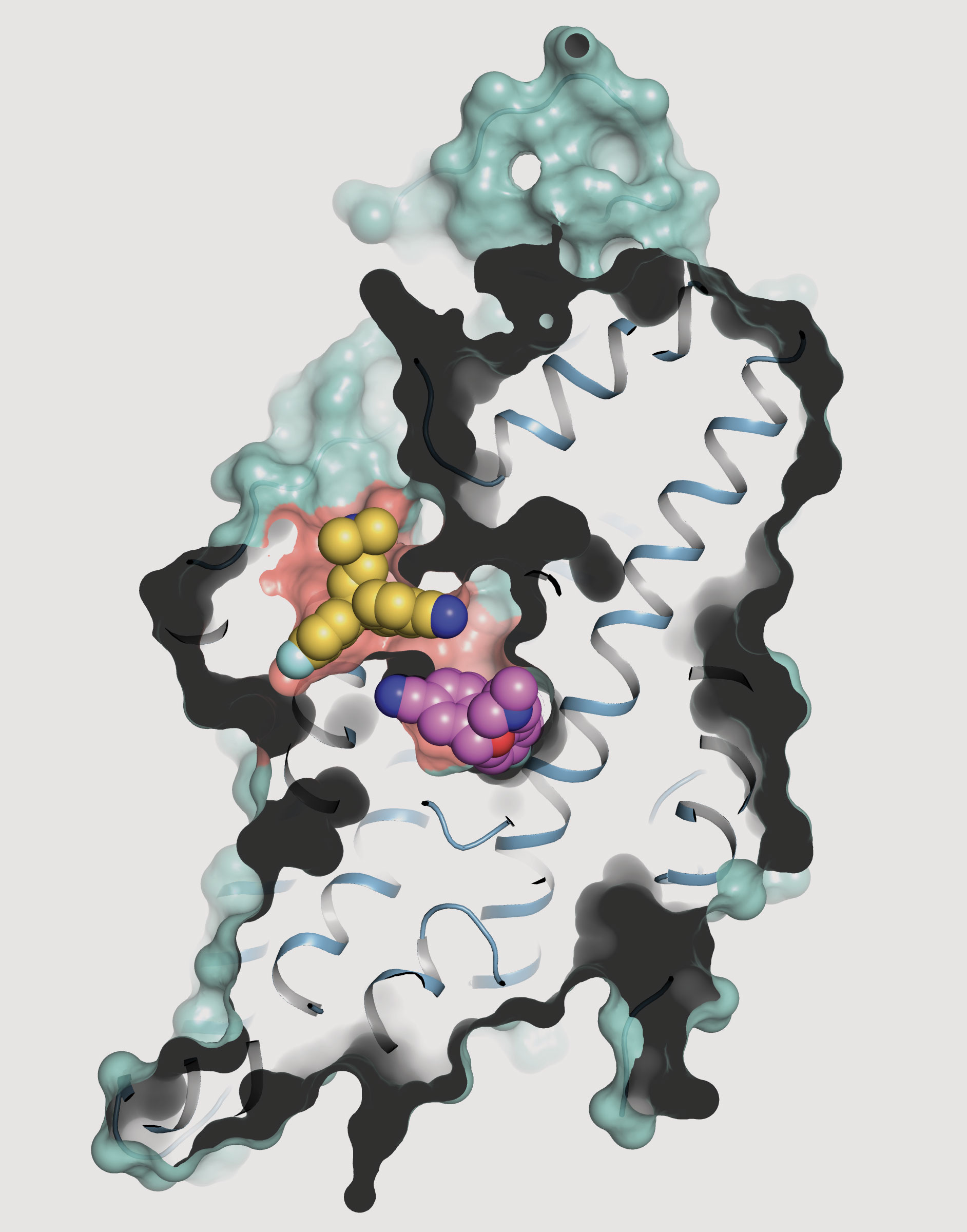 serotonin transporter