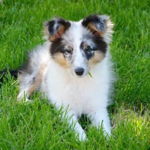 sheltie breeders puppies for sale