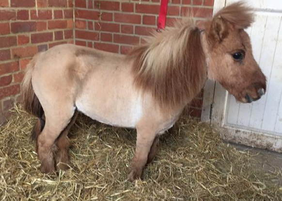 shetland pony for sale