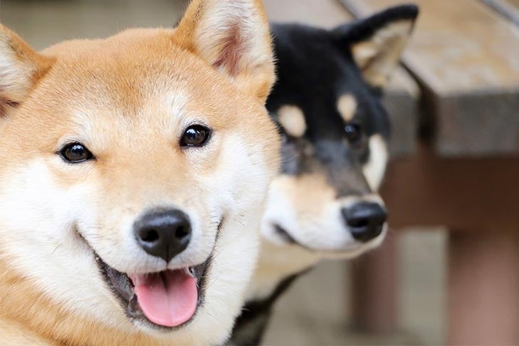 shiba inu worst dog ever