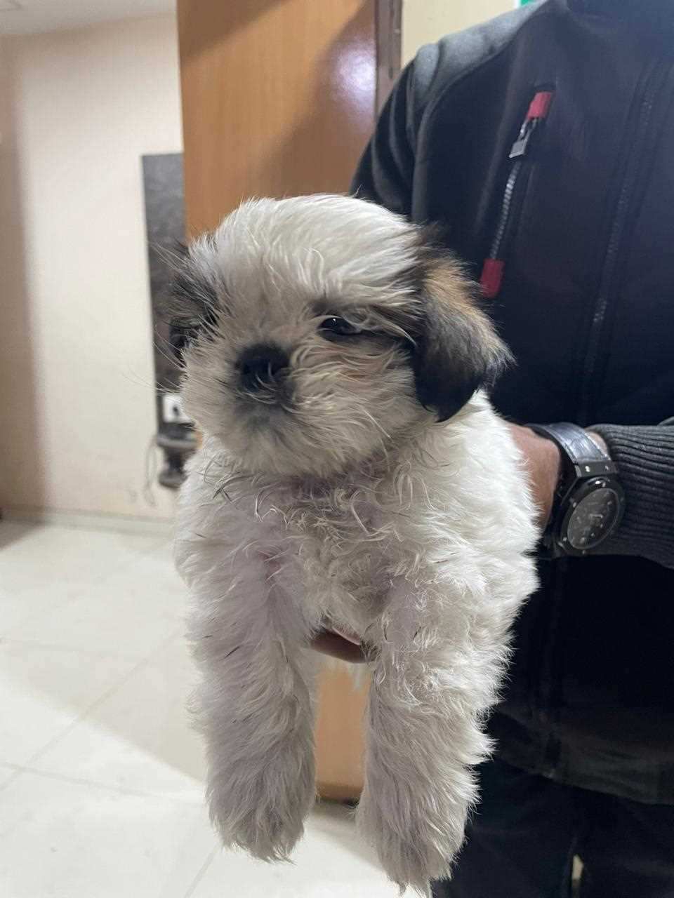 shih tzu price in ahmedabad