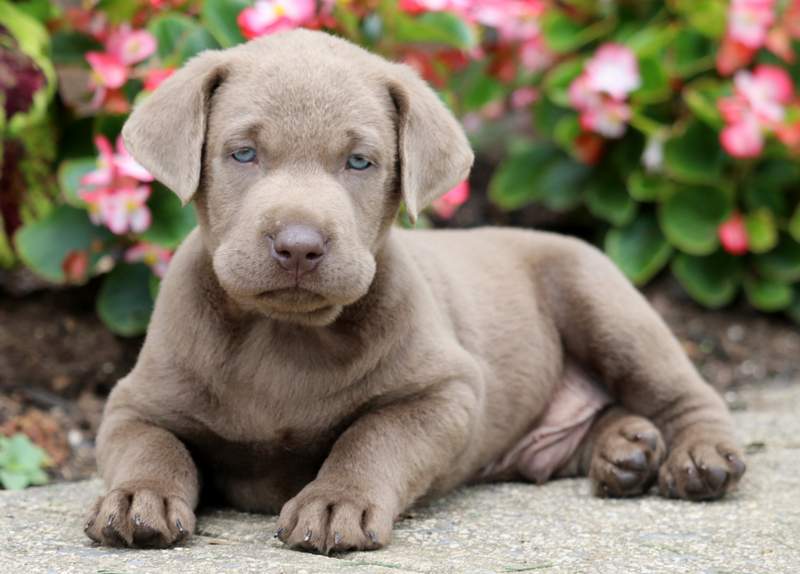 silver lab puppies for sale in wisconsin