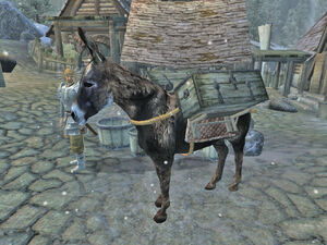 skyrim donkey