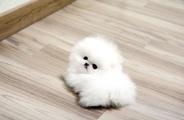 smallest pomeranian