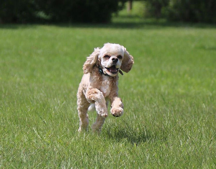 spaniel rescue texas