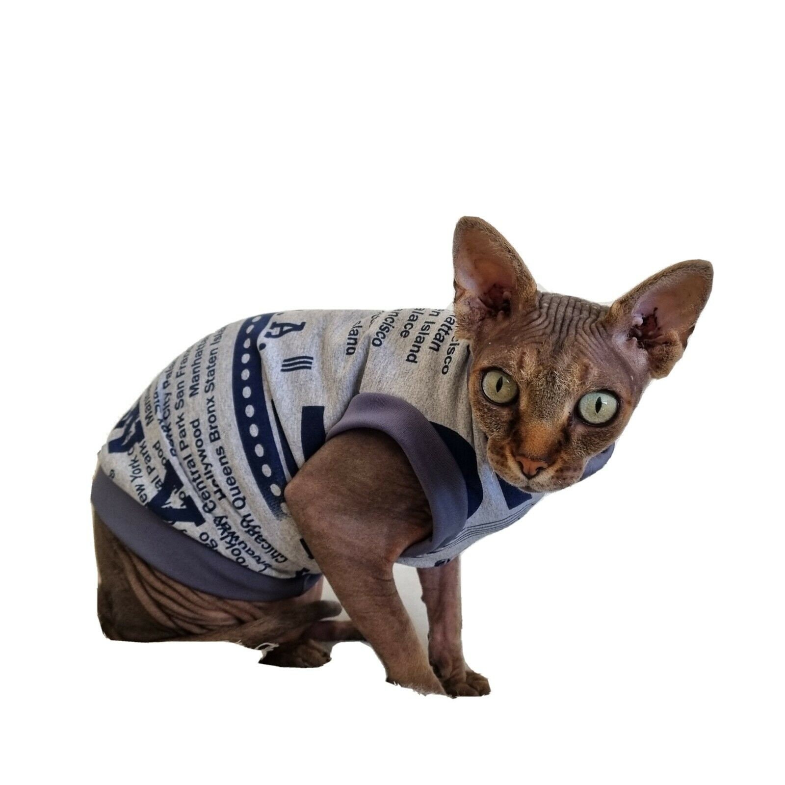 sphynx wear