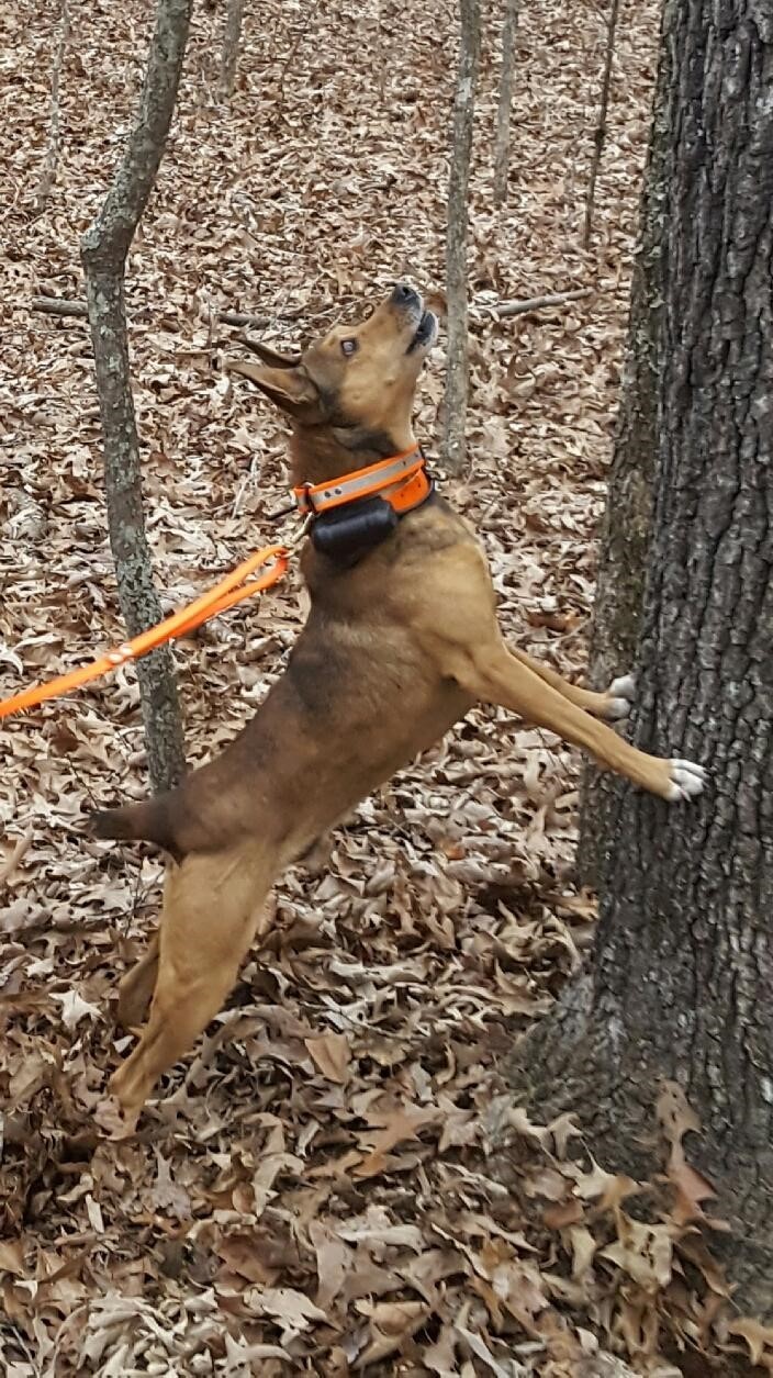 squirrel dogs for sale in arkansas