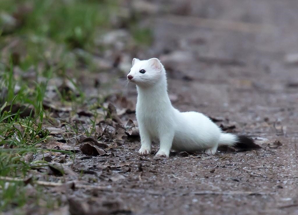 stoat animal pet