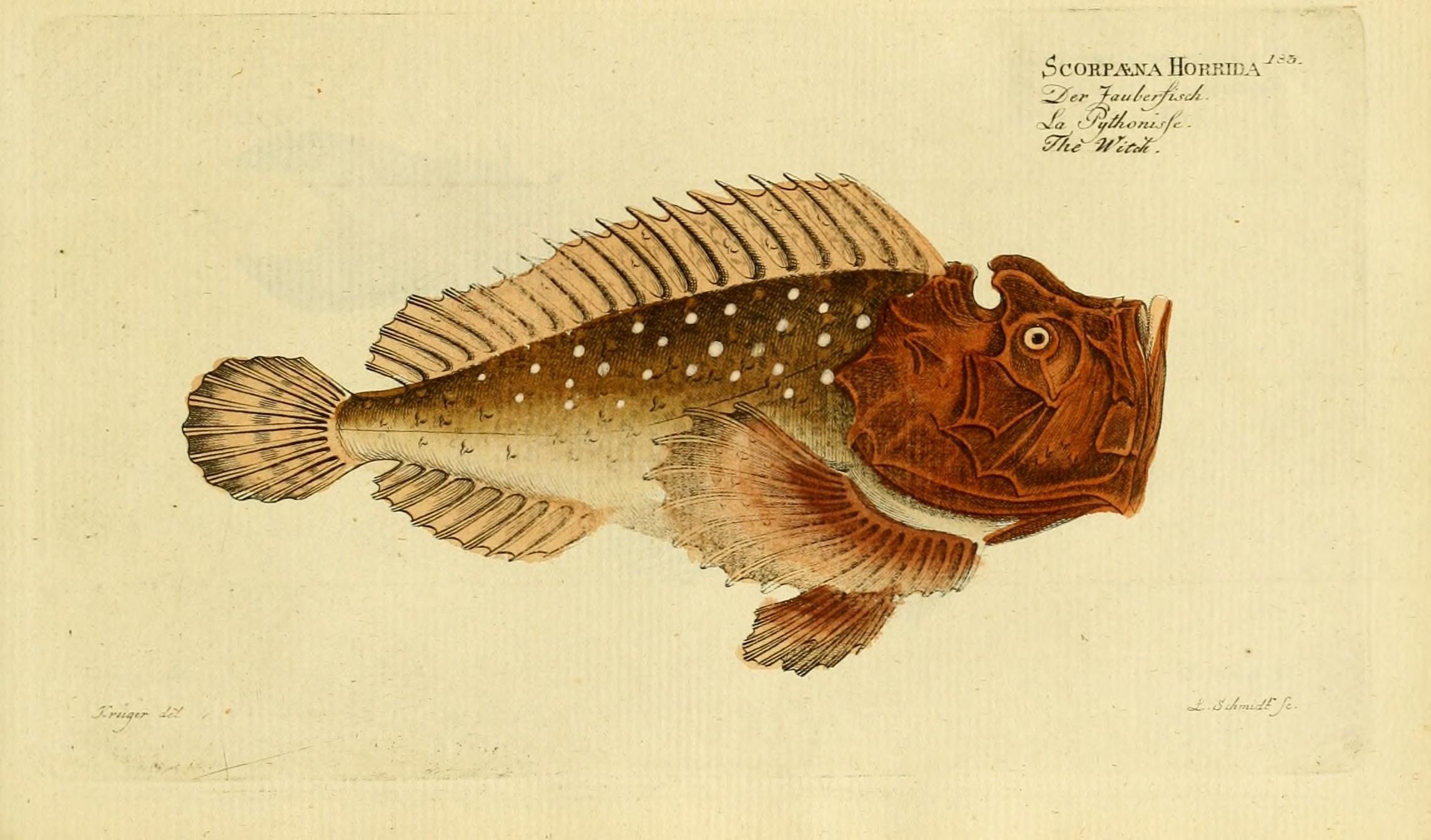 stonefish wiki