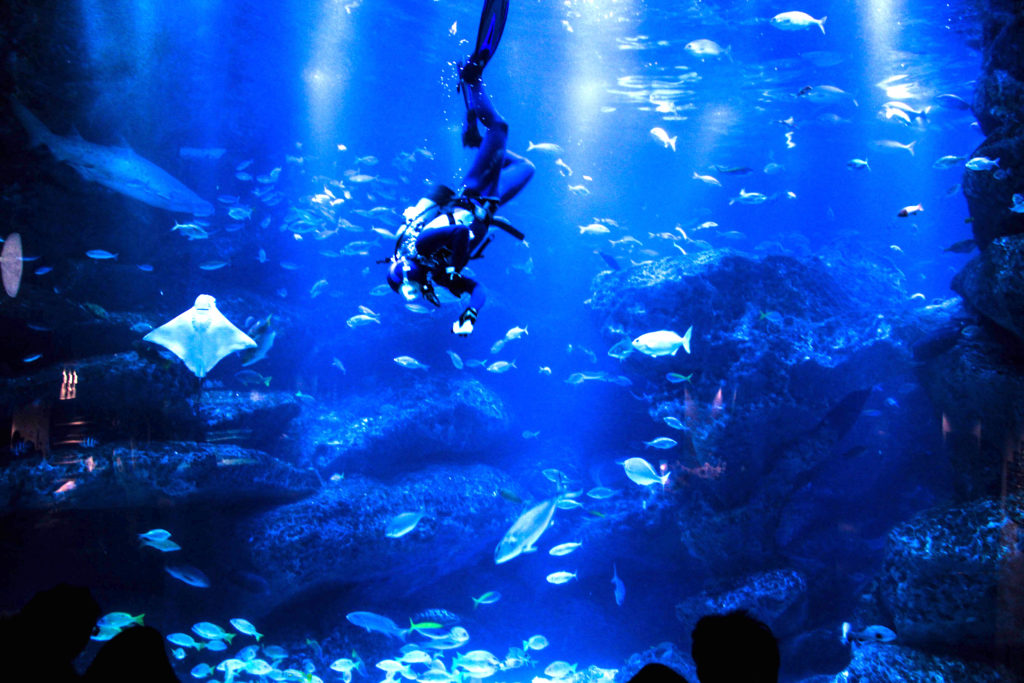 sumida aquarium ticket price