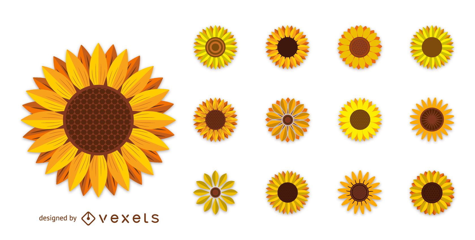 sunflower vector illustration