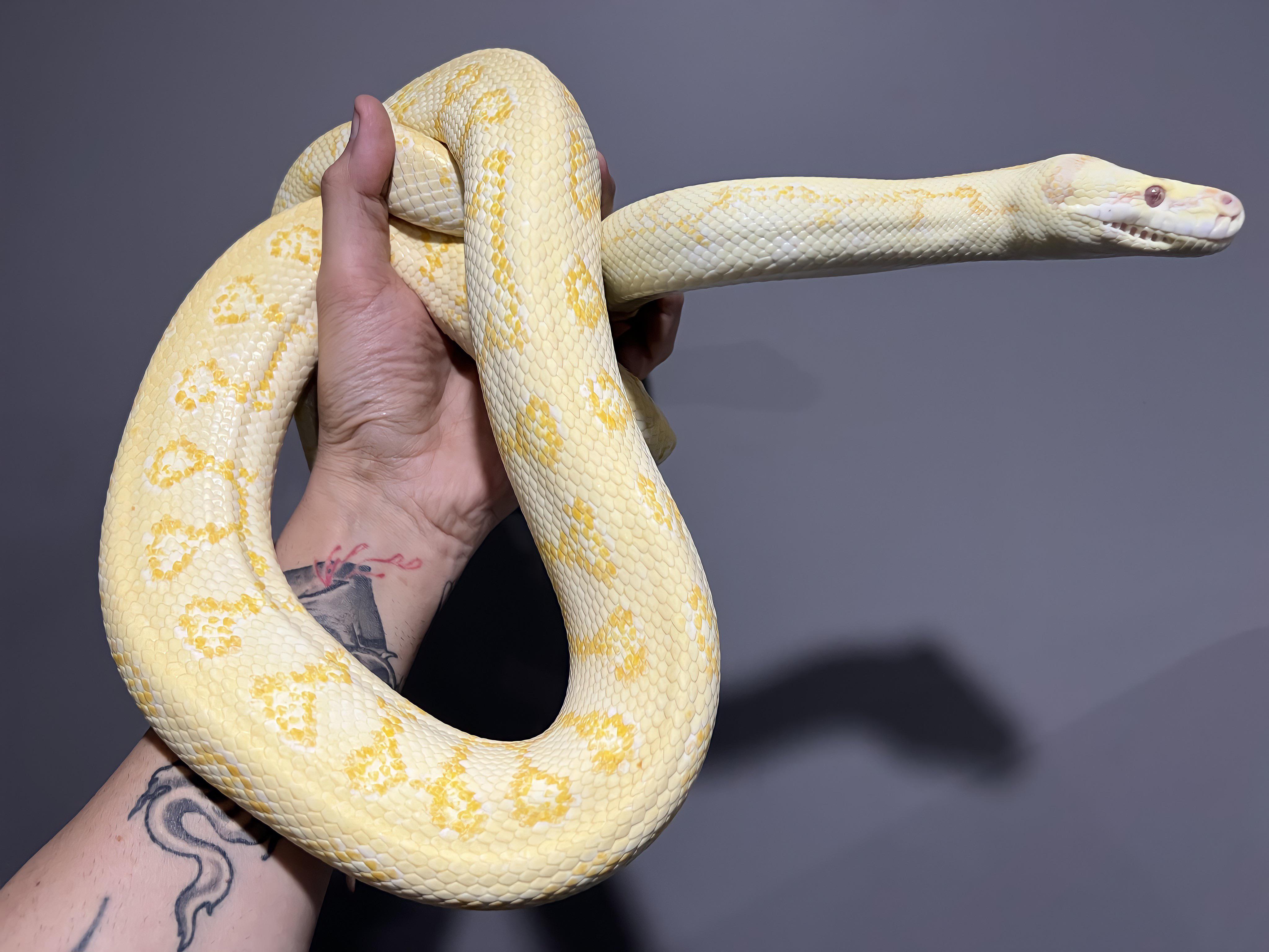 sunglow carpet python