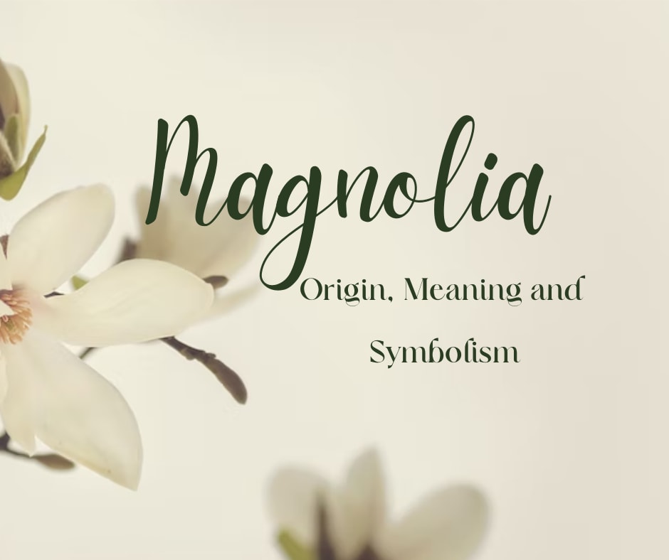 symbolism of magnolia flower