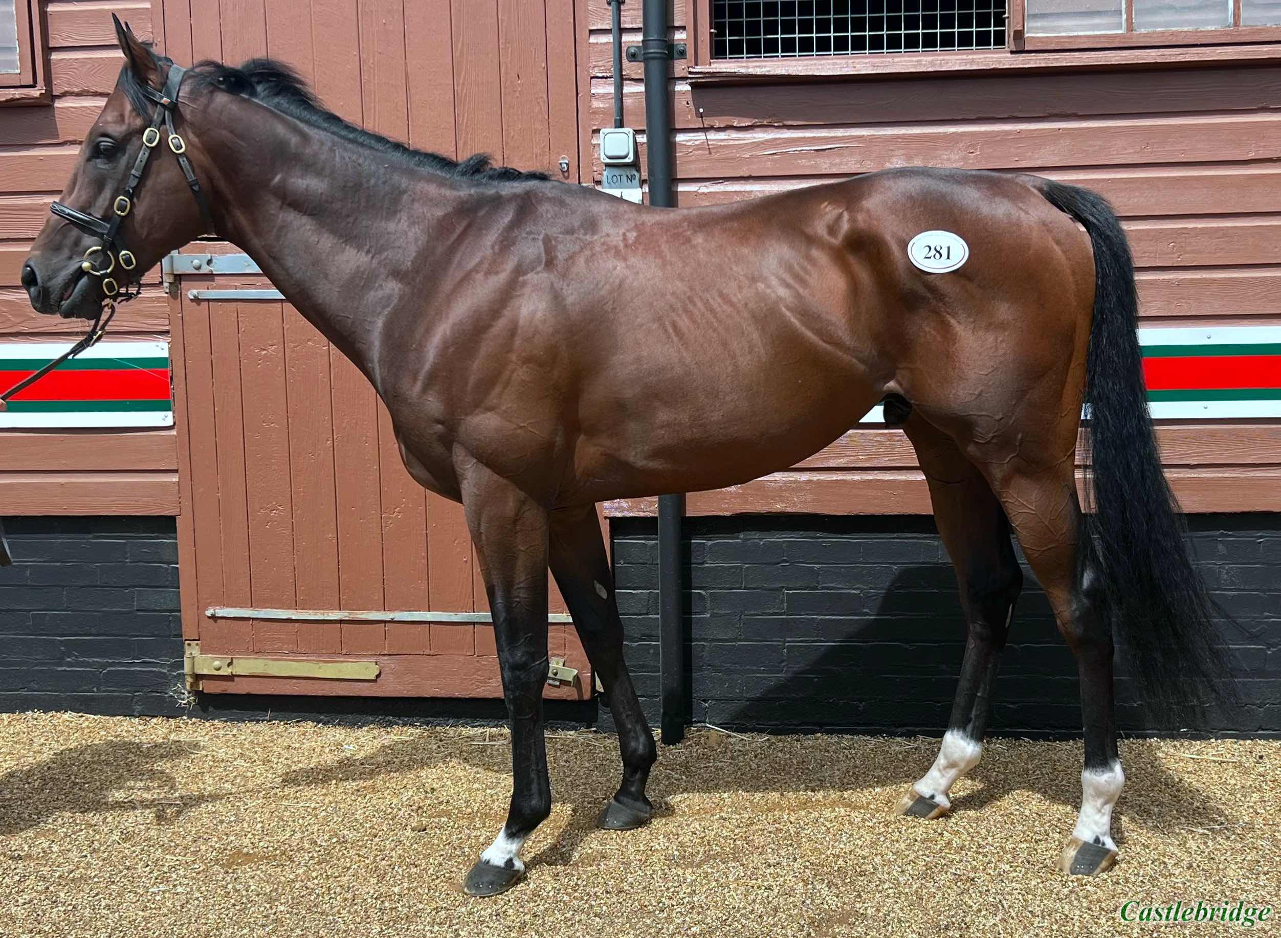 tattersalls july sale 2023