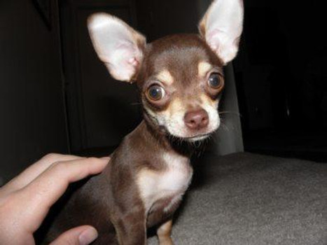 teacup chihuahua