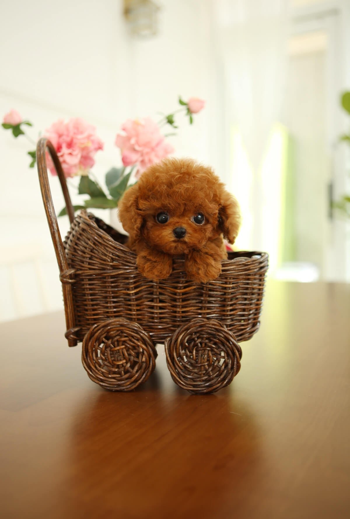 teacup dog breeds for sale