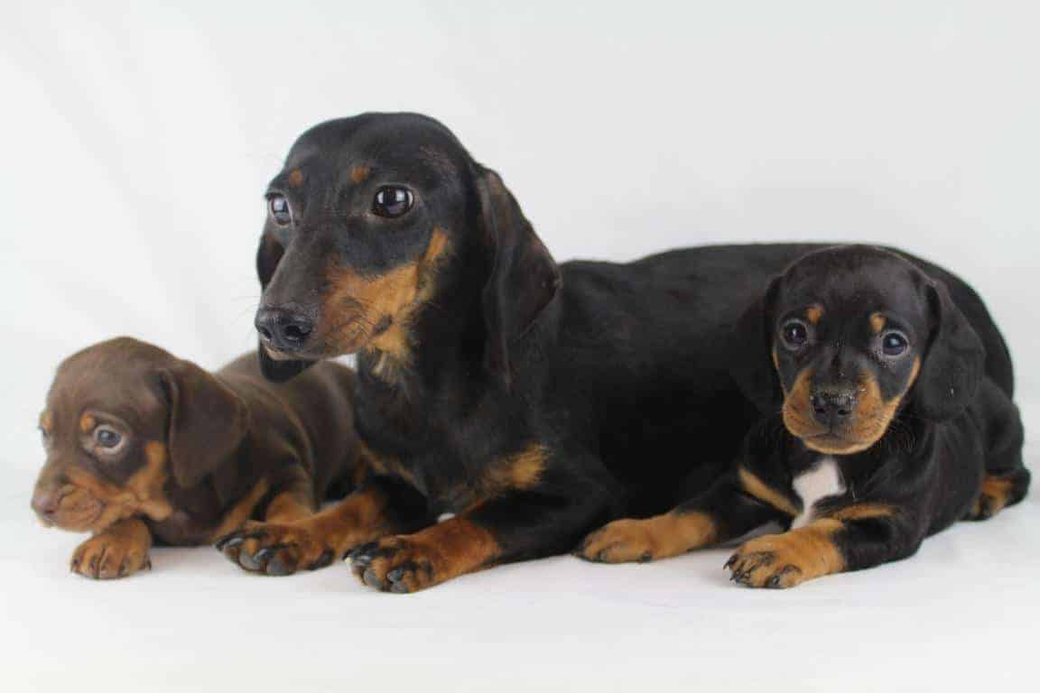 teckel dachshund puppies for sale