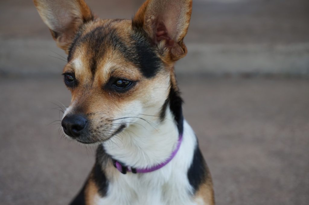 terrier chihuahua dog