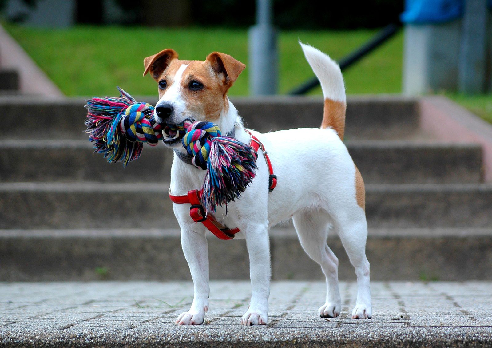 terrier mix