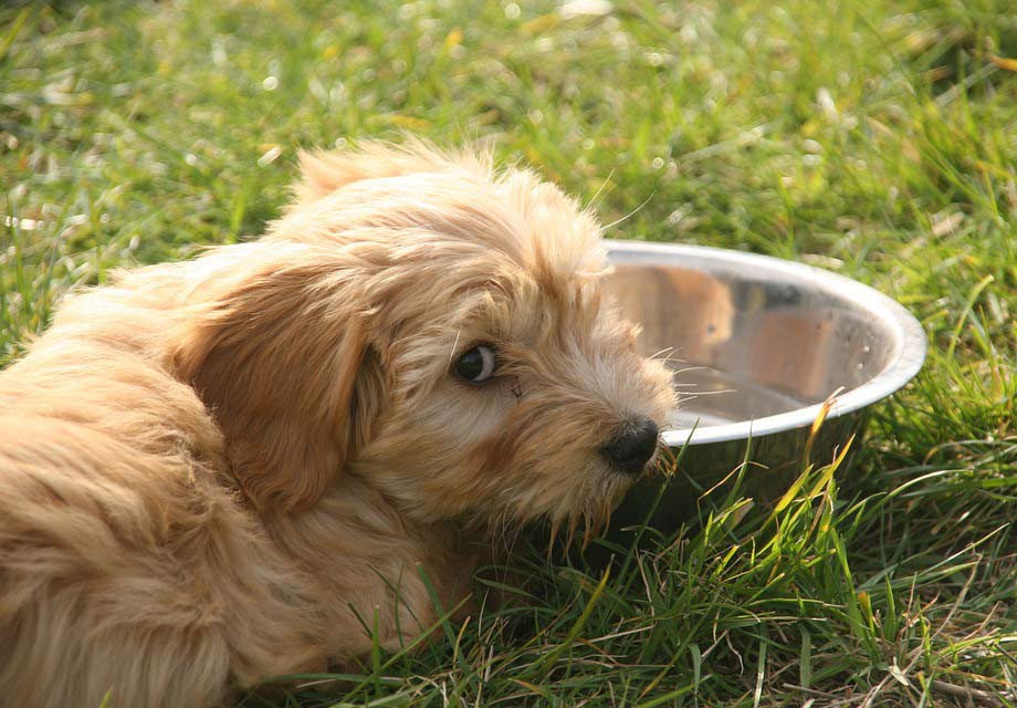 tibet terrier puppies for sale