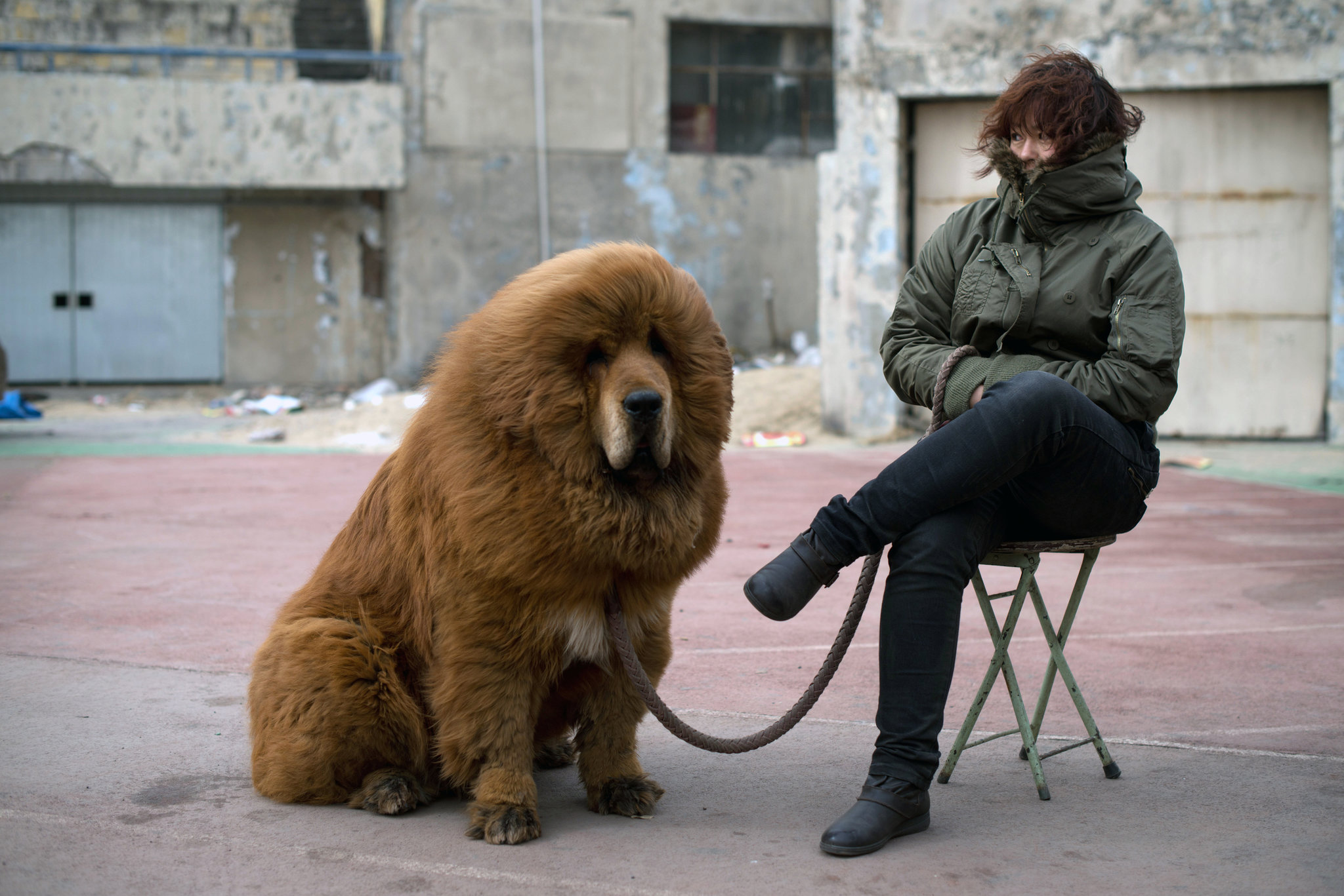 tibetan mastiff dog cost