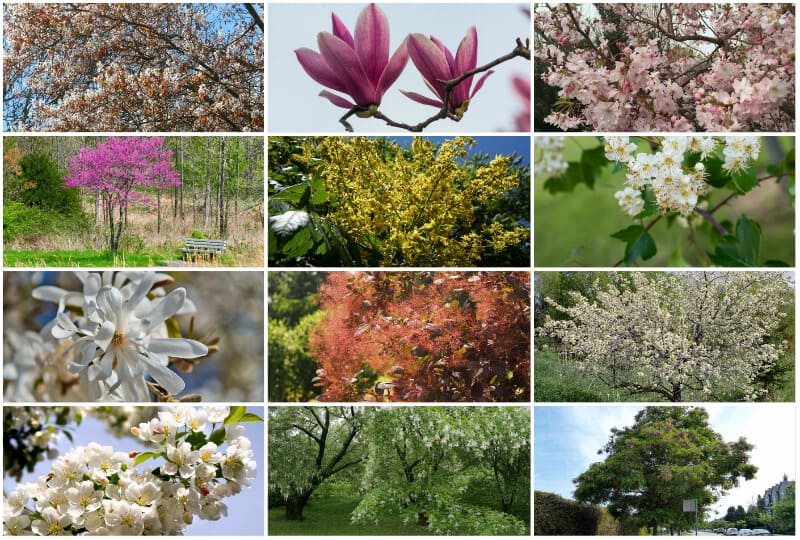 tropical flowering tree dan word