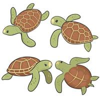 turtle vector