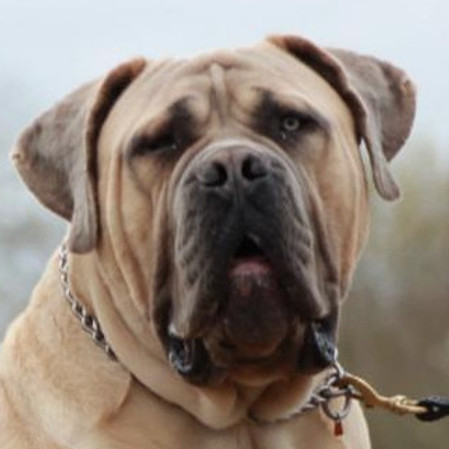 uk boerboel breeders